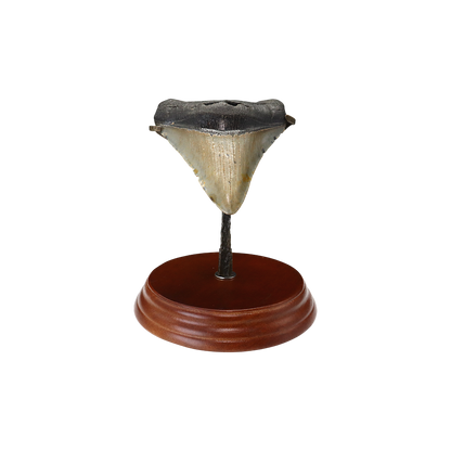 Megalodon Shark Tooth