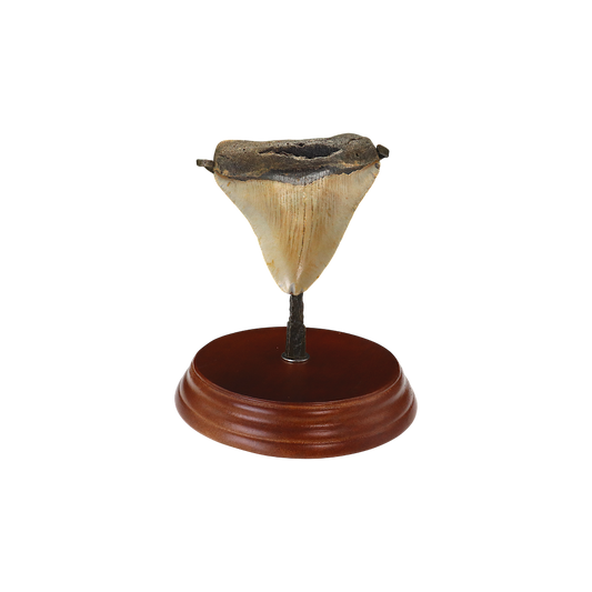 Megalodon Shark Tooth