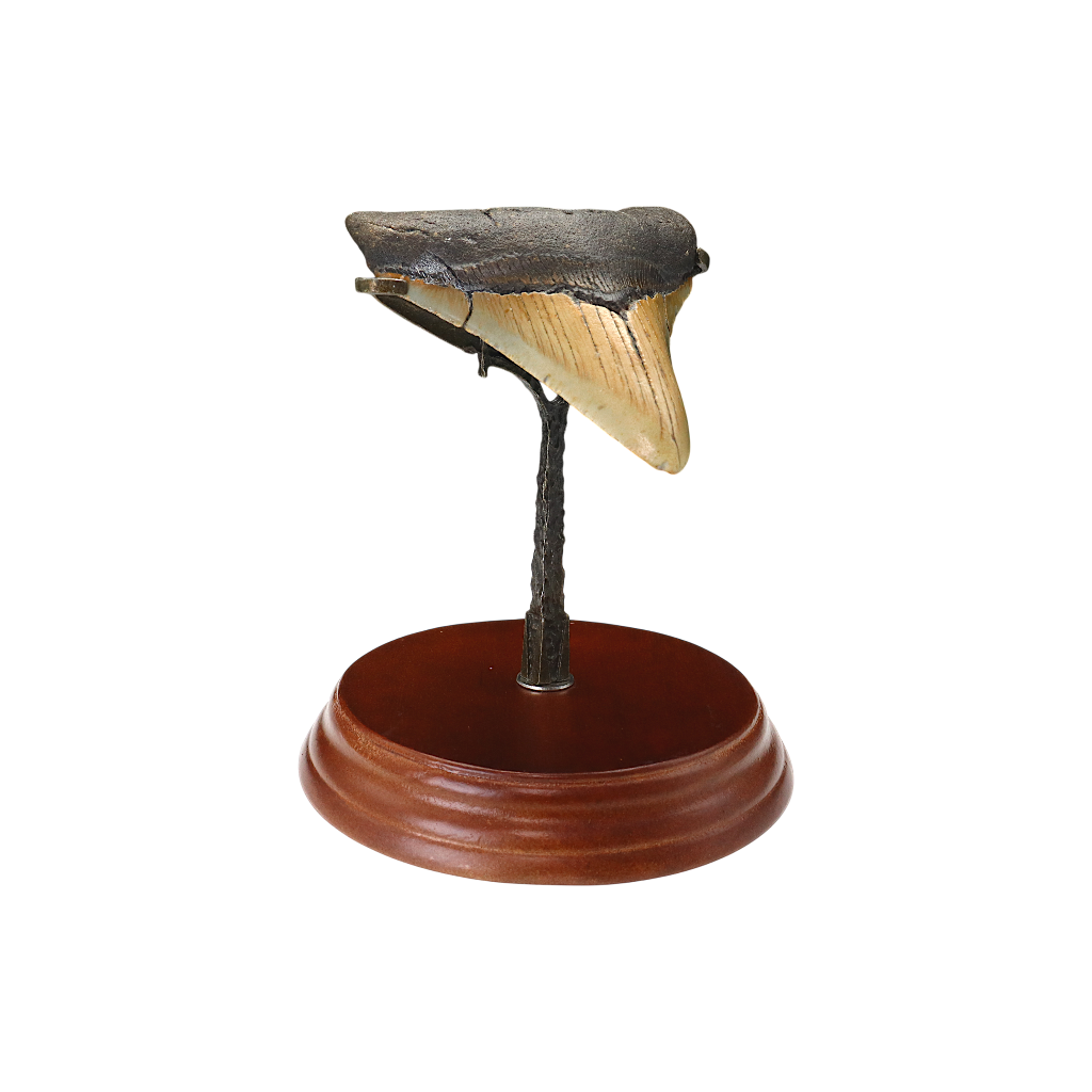 Megalodon Shark Tooth