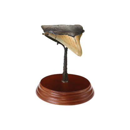 Megalodon Shark Tooth