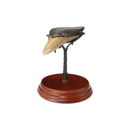Megalodon Shark Tooth