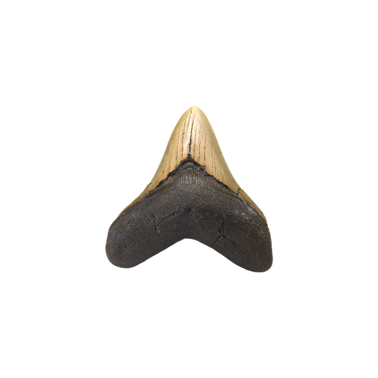 Megalodon Shark Tooth