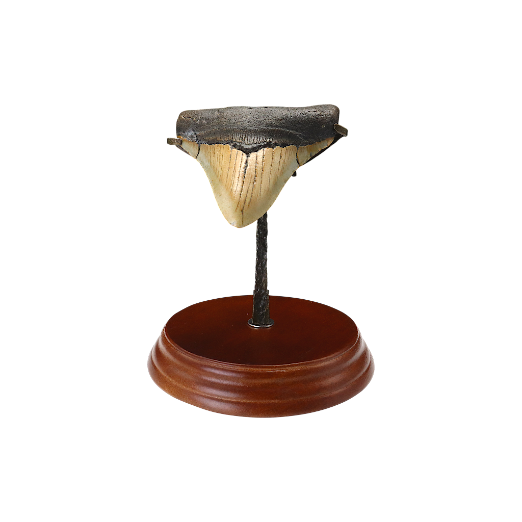 Megalodon Shark Tooth