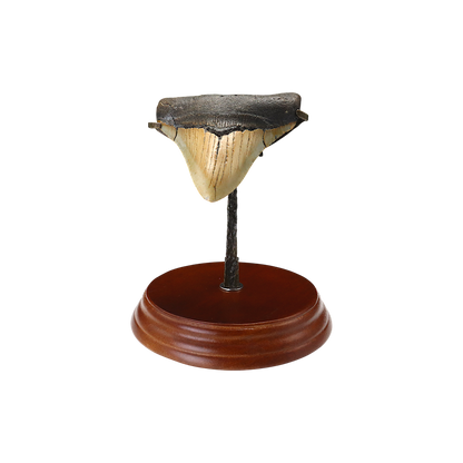 Megalodon Shark Tooth
