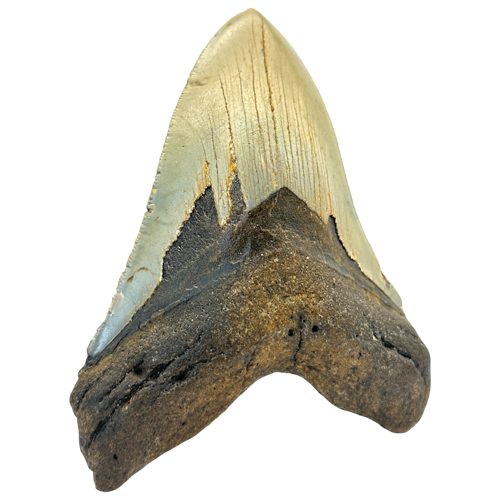 Megalodon Shark Tooth