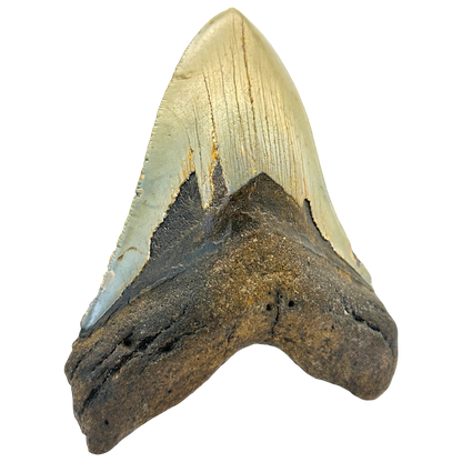 Megalodon Shark Tooth
