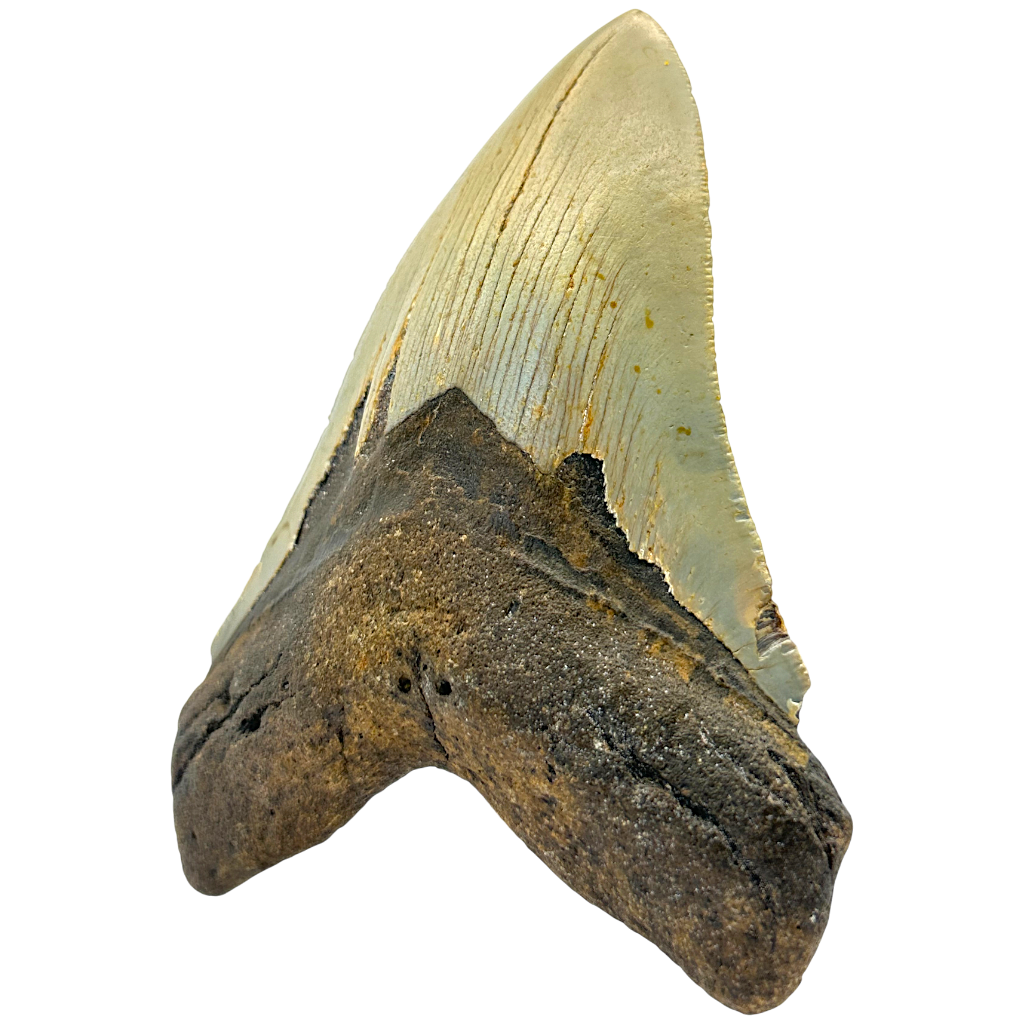 Megalodon Shark Tooth