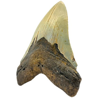 Megalodon Shark Tooth