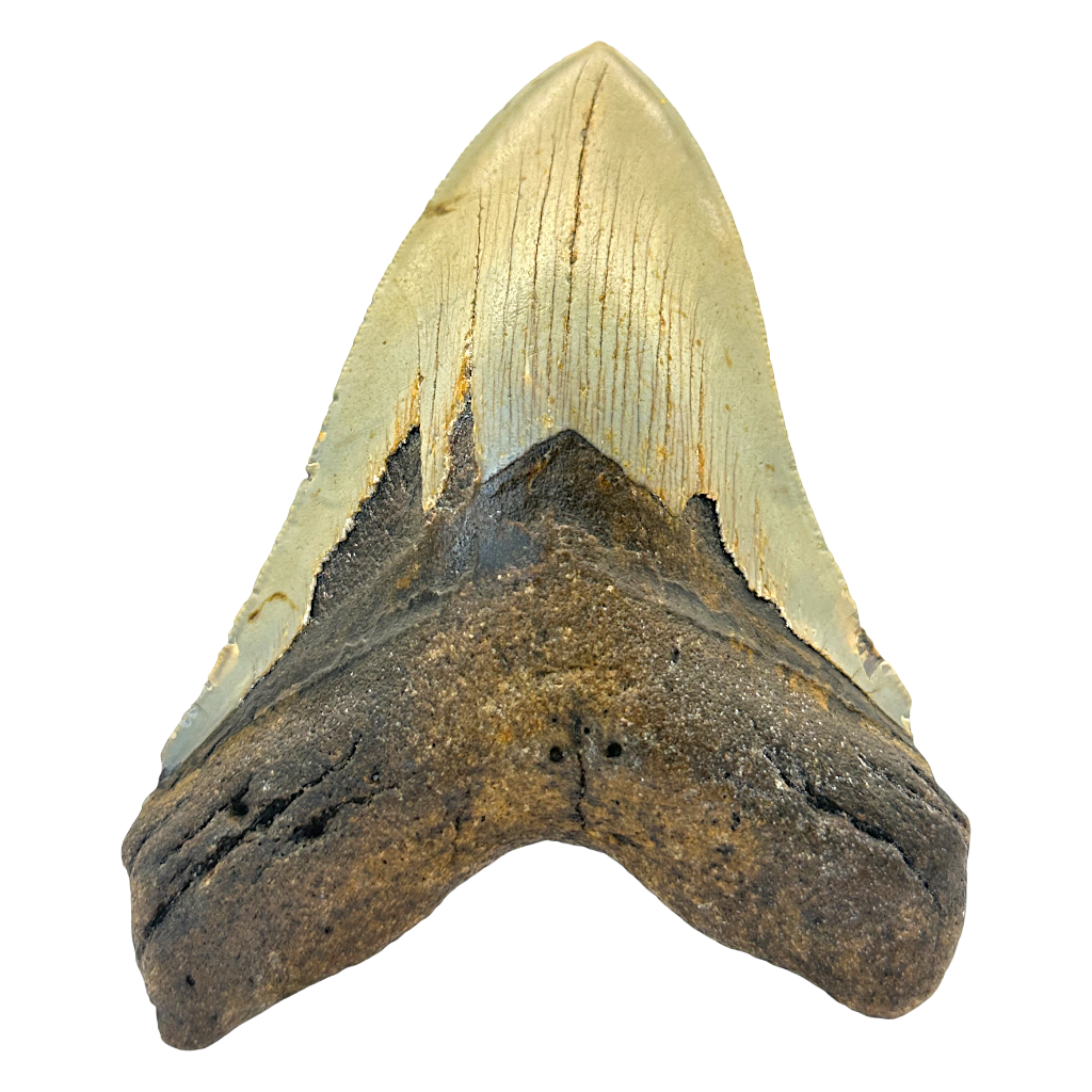 Megalodon Shark Tooth