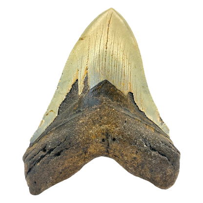 Megalodon Shark Tooth