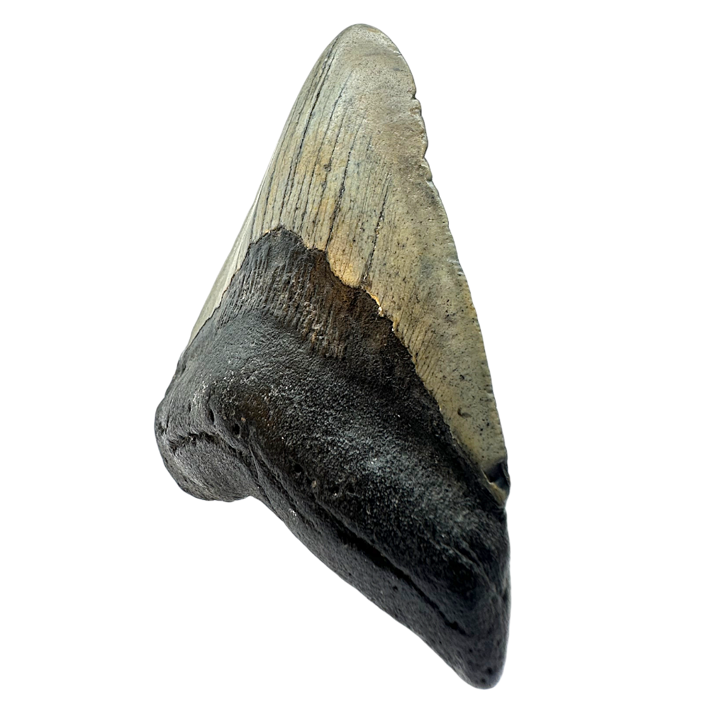 Megalodon Shark Tooth