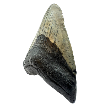Megalodon Shark Tooth
