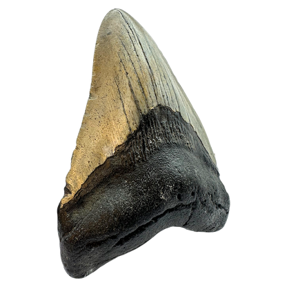 Megalodon Shark Tooth