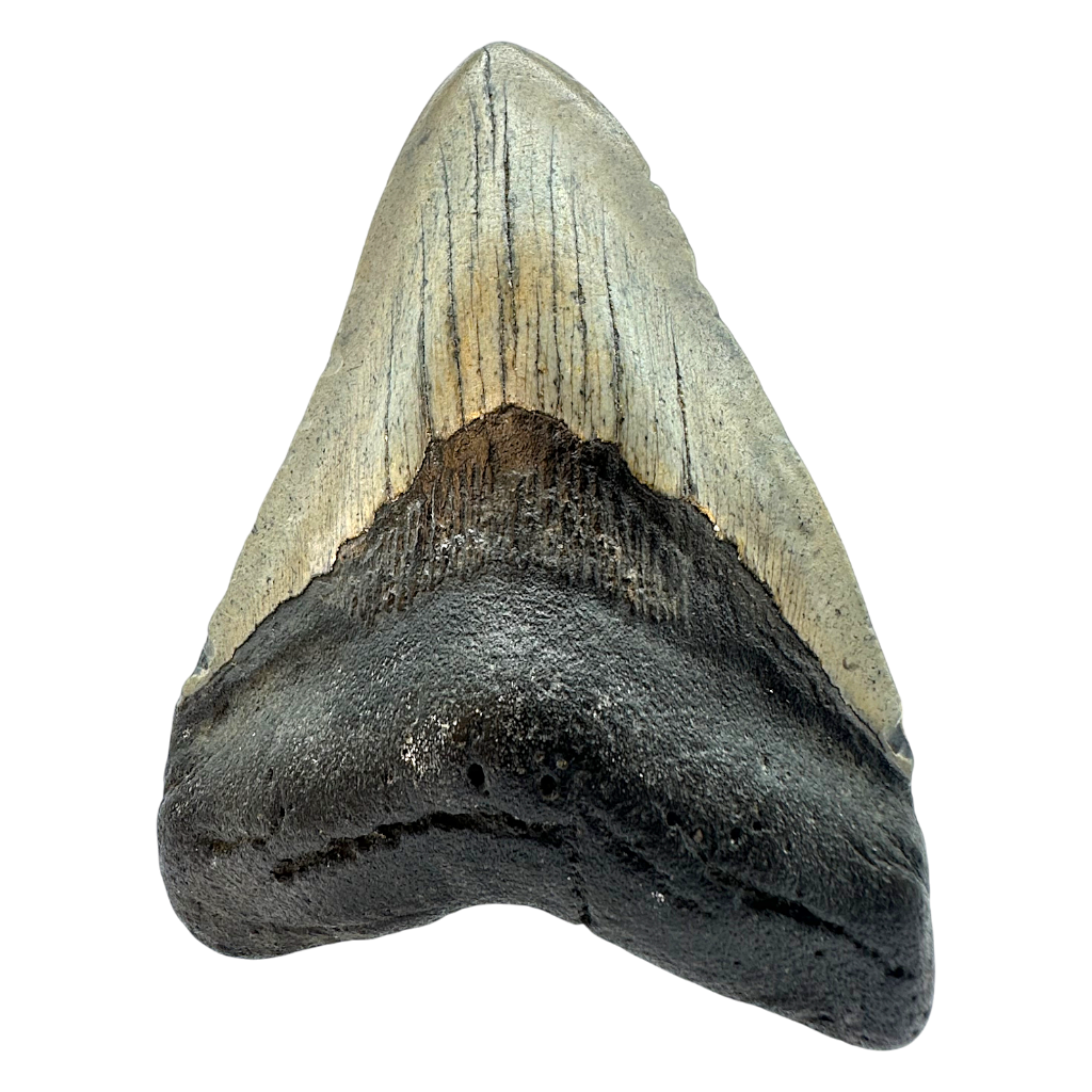 Megalodon Shark Tooth