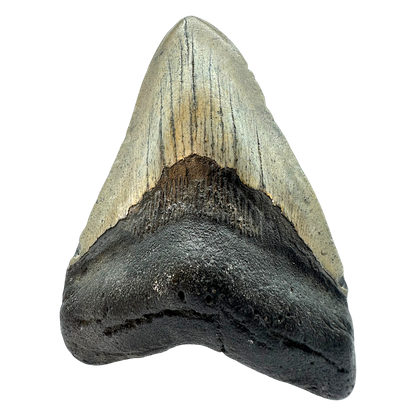 Megalodon Shark Tooth