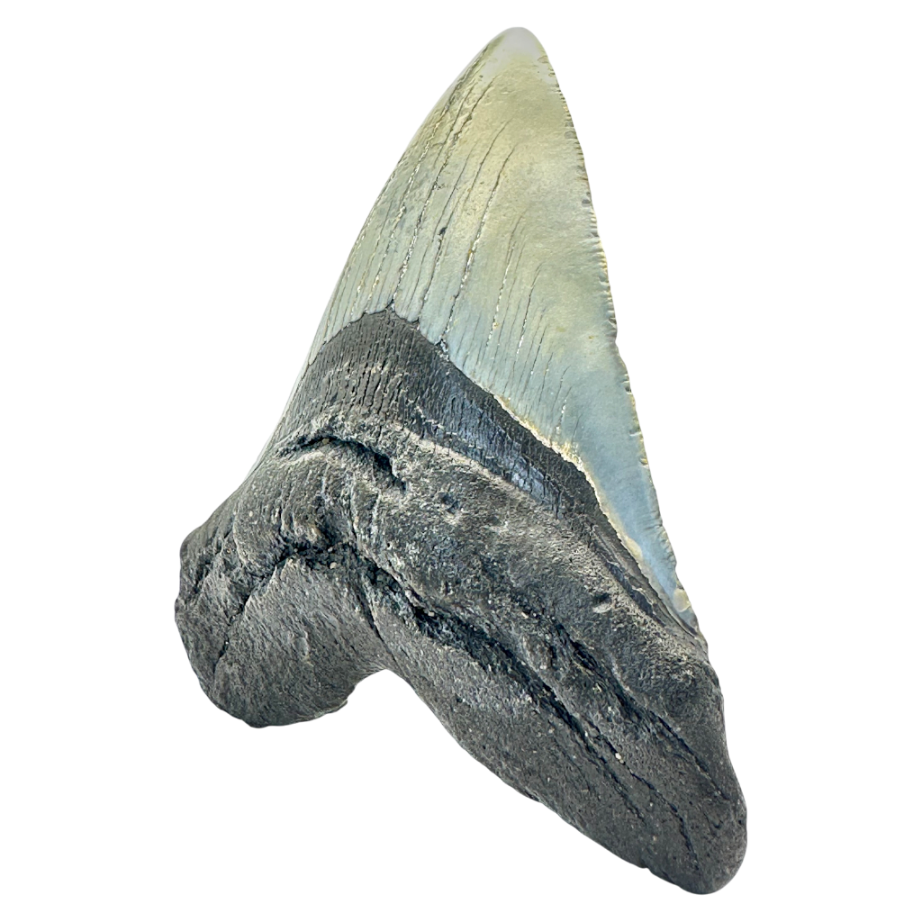 Megalodon Shark Tooth