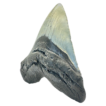 Megalodon Shark Tooth