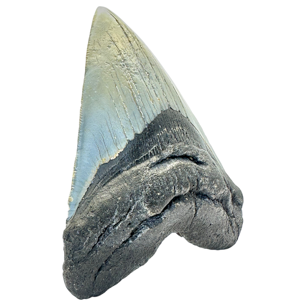 Megalodon Shark Tooth