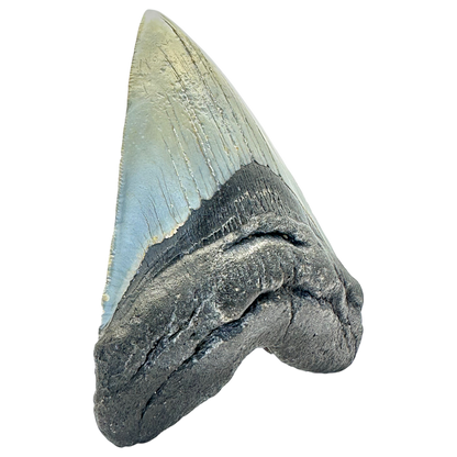 Megalodon Shark Tooth