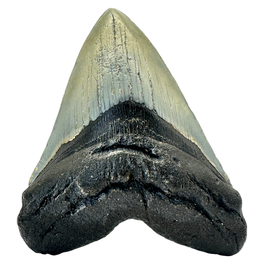 Megalodon Shark Tooth