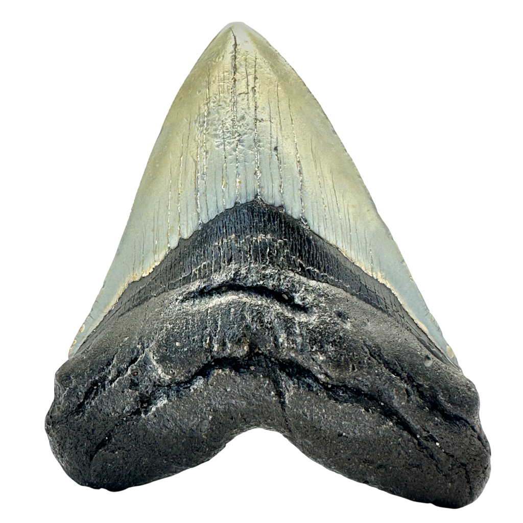 Megalodon Shark Tooth