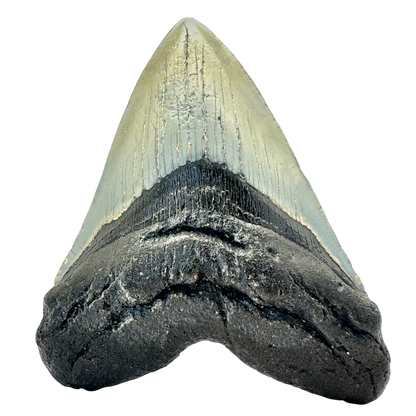 Megalodon Shark Tooth