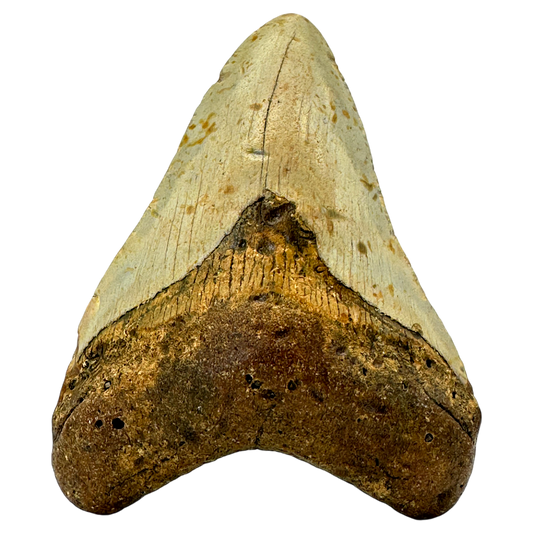 Megalodon Shark Tooth