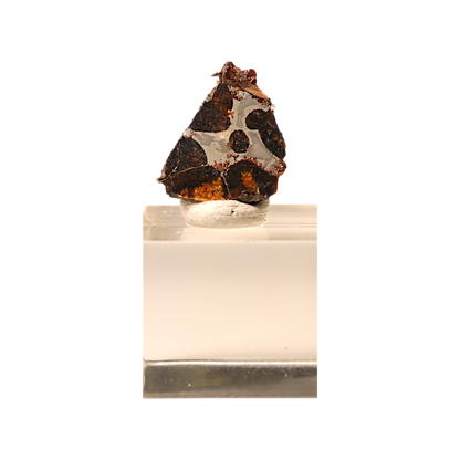 Sericho Pallasite Meteorite