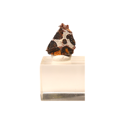 Sericho Pallasite Meteorite
