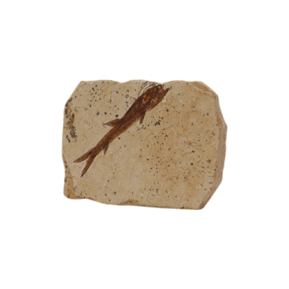 Fish Fossil