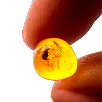 Insect in Amber
