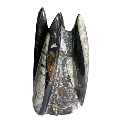 Orthoceras Tower