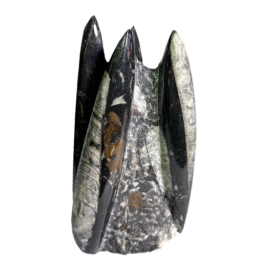Orthoceras Tower