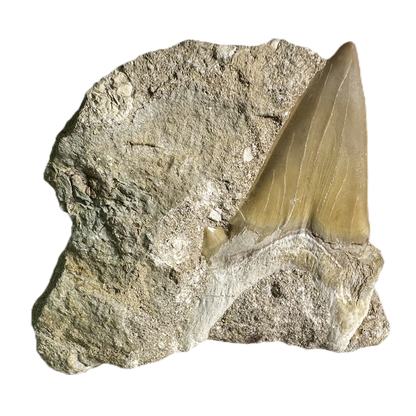 Shark Tooth in Rock