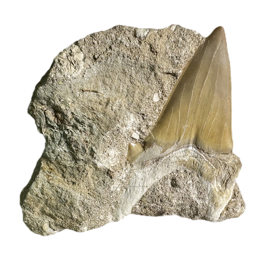 Shark Tooth in Rock