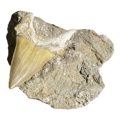 Shark Tooth in Rock