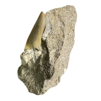 Shark Tooth in Rock