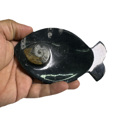 Ammonite Polished Dish