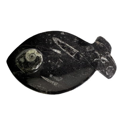 Ammonite Polished Dish