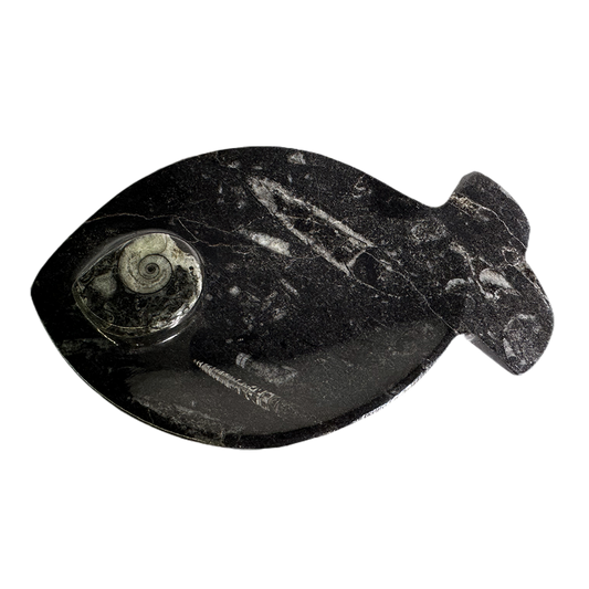 Ammonite Polished Dish