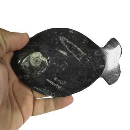 Ammonite Polished Dish