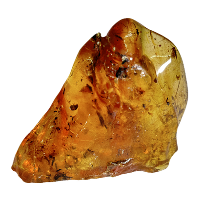 Insects in Amber