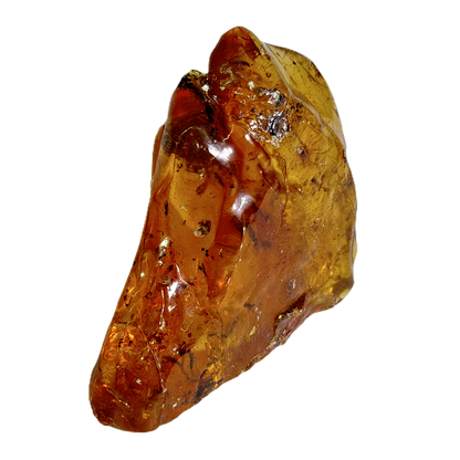 Insects in Amber