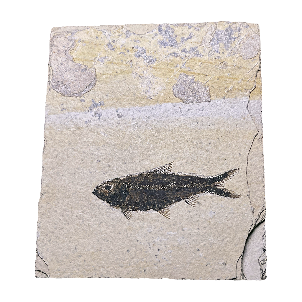 Knightia Fish Fossil