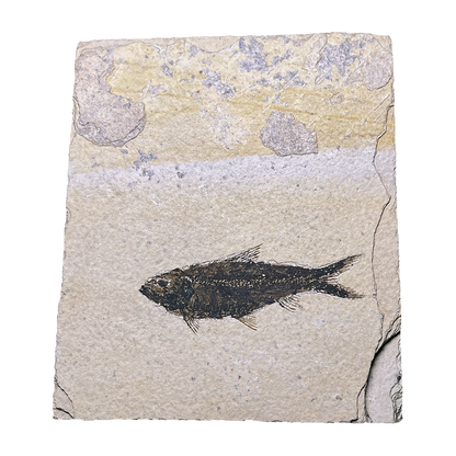 Knightia Fish Fossil