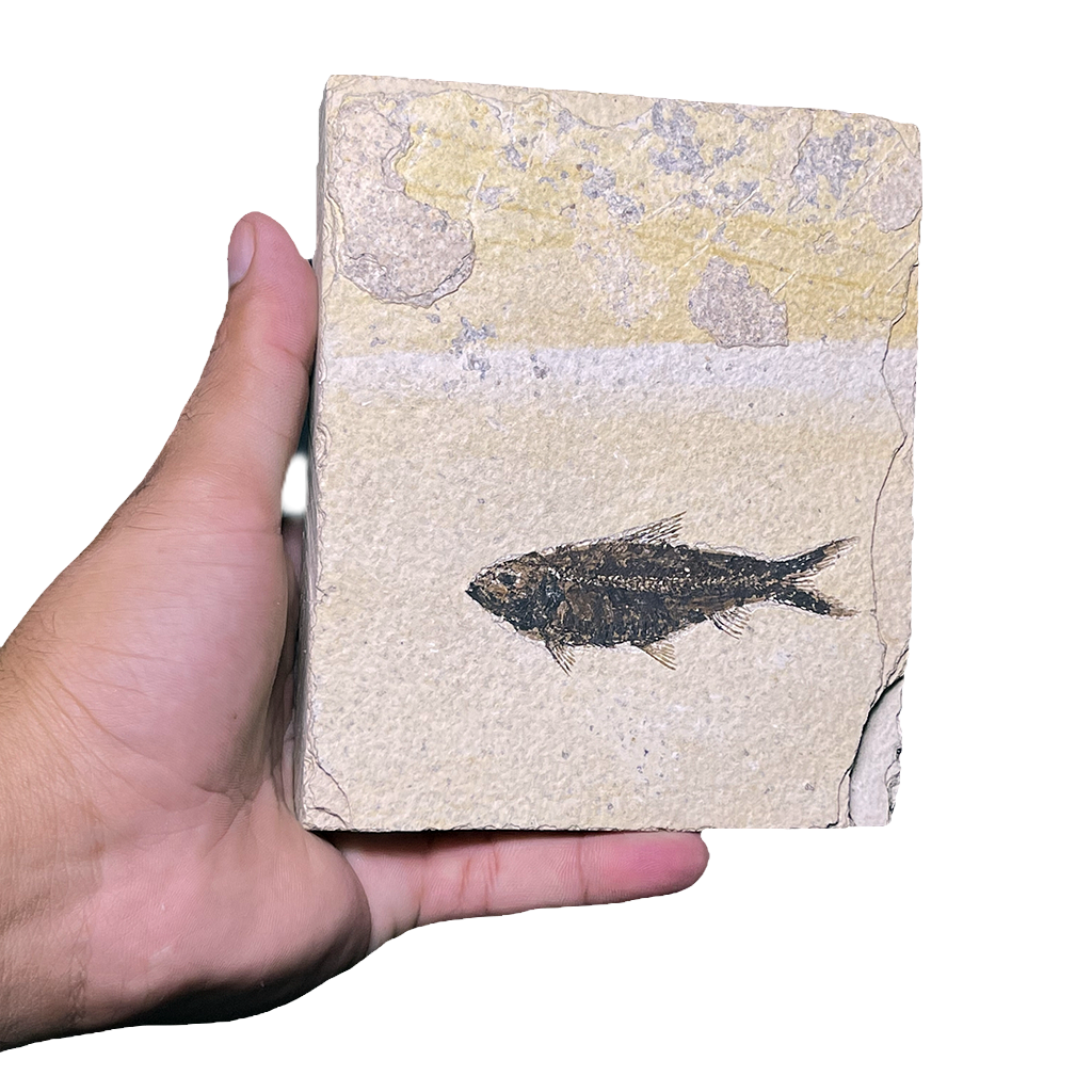 Knightia Fish Fossil