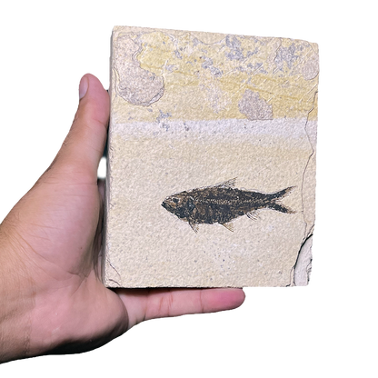 Knightia Fish Fossil