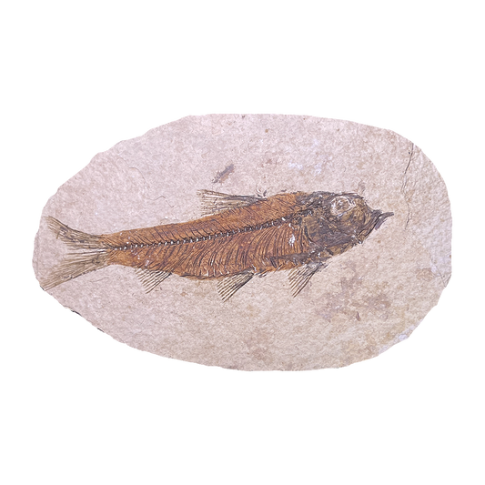 Knightia Fish Fossil