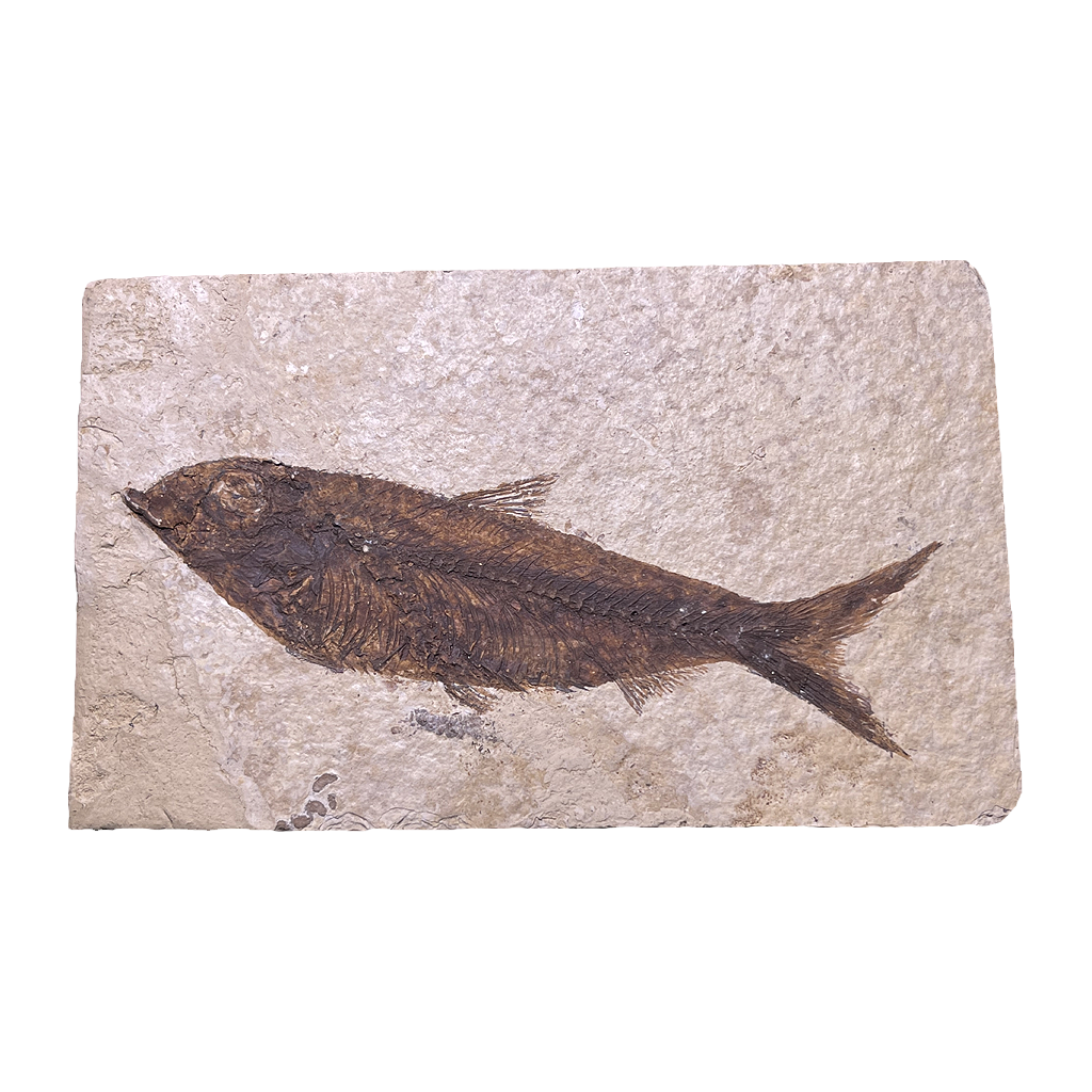 Knightia Fish Fossil
