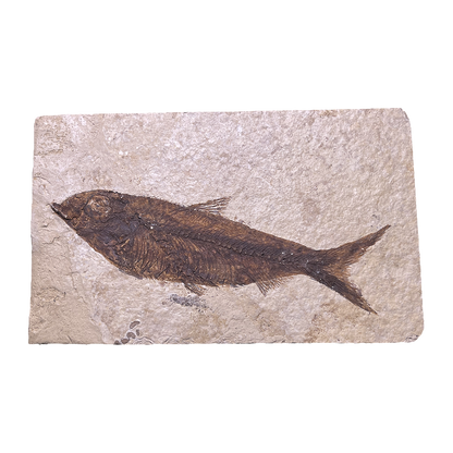 Knightia Fish Fossil